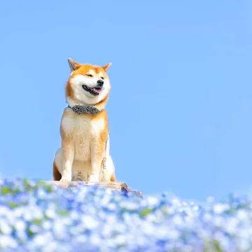 Hachi 