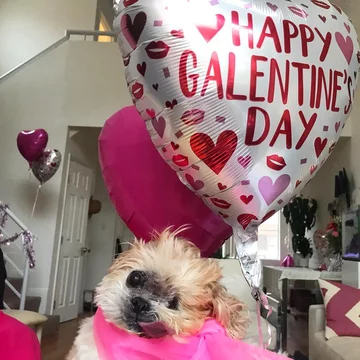 Pies Marnie 