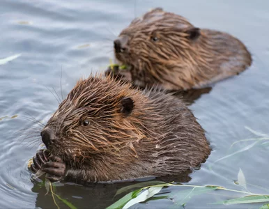 Miniatura: Mieli odstrzelić niemal całą populację....