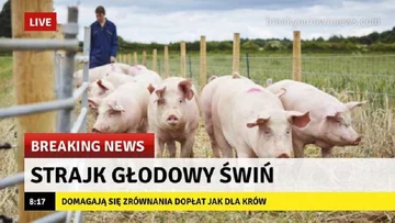 Memy po zapowiedziach o programie "500 plus dla krów" 