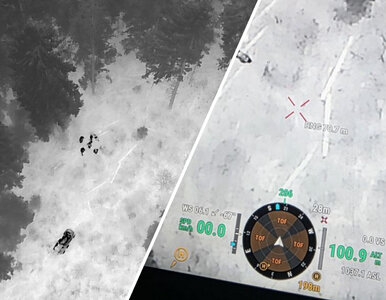 Miniatura: Tragiczna śmierć grzybiarza. „Ciało...