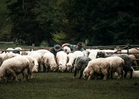 Miniatura: Jak dobrze znasz Zakopane? 7/10 to zdobędą...