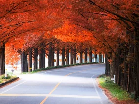 Miniatura: Idealny kierunek na jesień. Tym zachwyci...