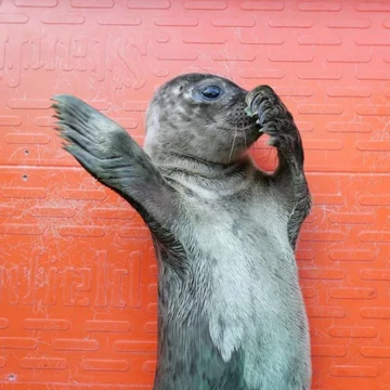 Foka uratowana przez organizację Seal Rescue Ireland 