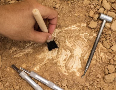 Miniatura: Czaszka wielkości paznokcia ujawnia...