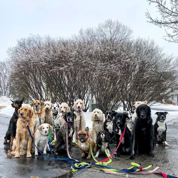 Saratoga Dog Walkers opiekują się psami 