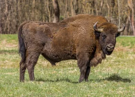 Miniatura: Jakie zwierzęta występują w Polsce?...