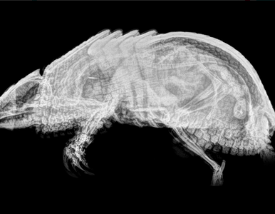 Miniatura: Zdjęcia rentgenowskie zwierząt. Zgadniesz...