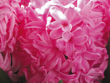 Hiacynty, hyacinthus orientalis
