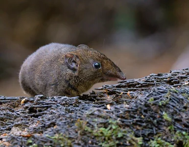 Miniatura: Sensacyjne odkrycie naukowców! Takich jeży...
