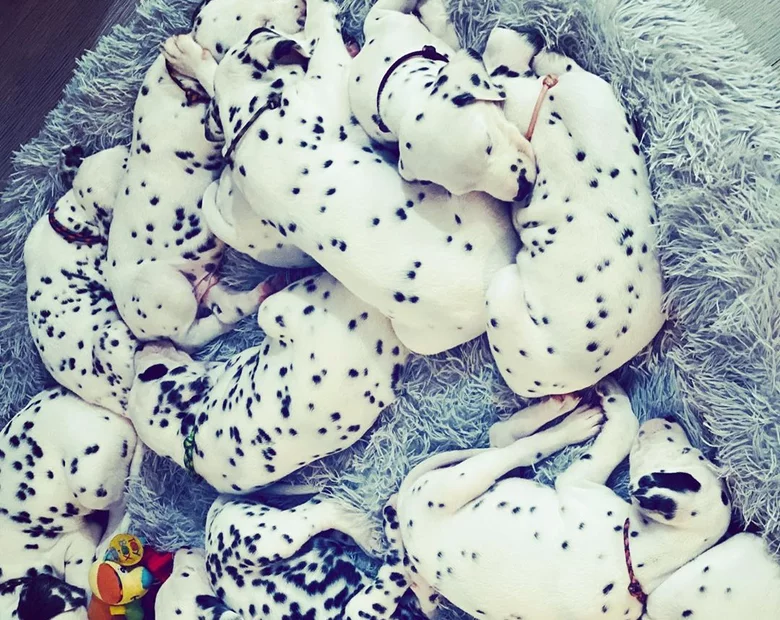 Miniatura: Lucy, suczka rasy dalmatyńczyk, urodziła...