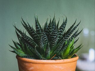 Aloes Aloe vera