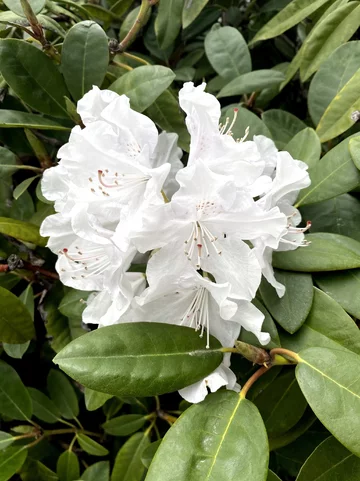 Różanecznik (rododendron) 