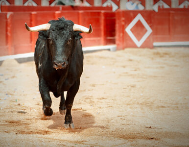 Miniatura: Matador otarł bykowi łzy podczas corridy....