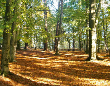 Miniatura: Mazury powinny leczyć lasem?