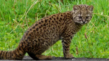 Ocelot chilijski 