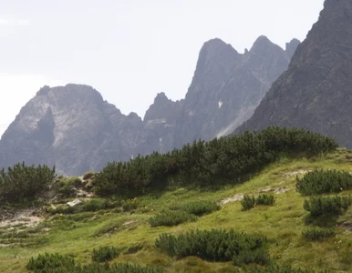 Miniatura: Powrót halnego w Tatry. Wiatr osiągnął...