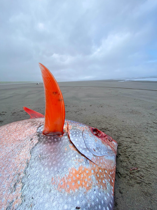 Olbrzymi strojnik znaleziony na plaży w stanie Oregon 