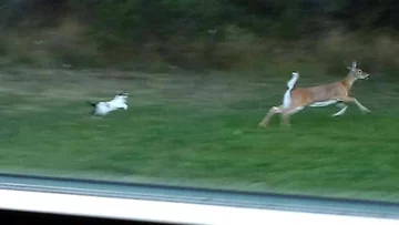 Kot na polowaniu. Choć według autora zdjęcia, po prostu myślał, że to znajomy pies 