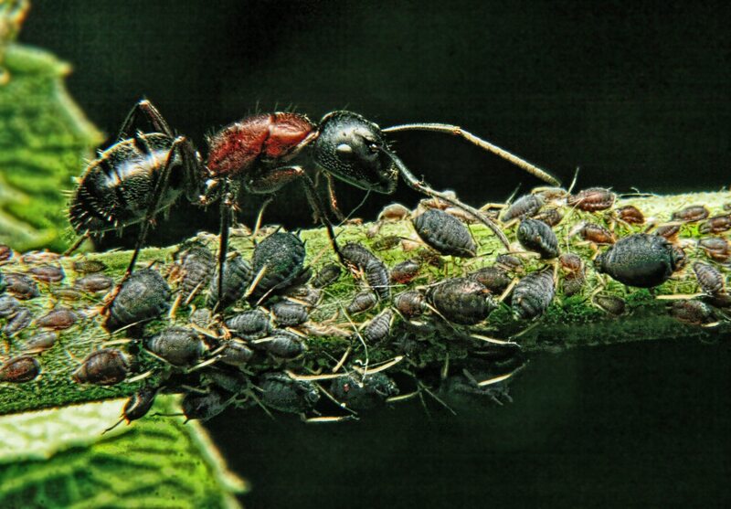 Mszyce i mrówki żyją w symbiozie