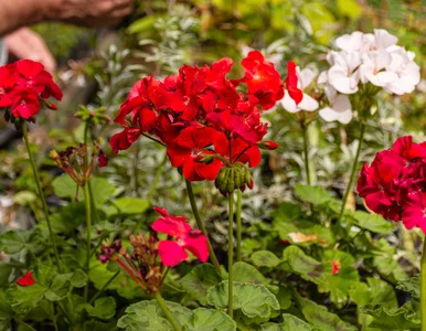 Miniatura: Słońce praży cały dzień? Te rośliny nie...