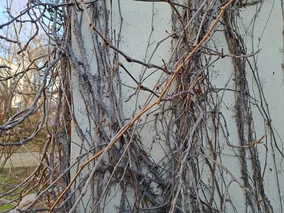 Miniatura: Gdy mróz zelżeje, ogrodnicy będą ciąć...