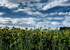 Miniatura: Przysłowia polskie z miesiącami. Chylimy...