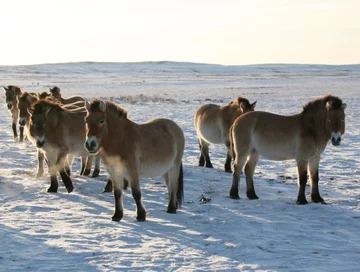 Fascynujące Państwo Środka w spektakularnym dokumencie Animal Planet "Dzikie Chiny"