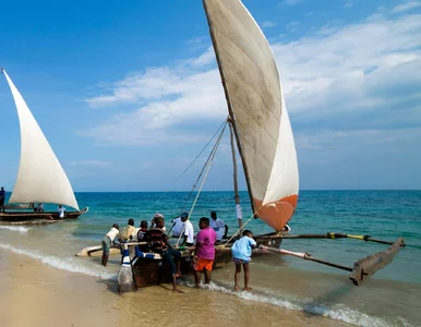 Miniatura: Zjedli mięso żółwia na Zanzibarze....
