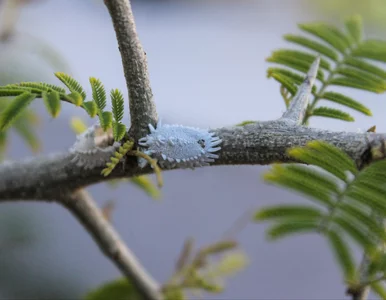 Miniatura: Atakują w maju! Ten biały nalot to sygnał...