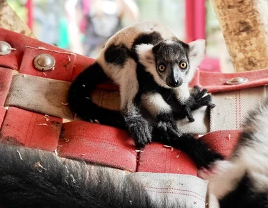 Miniatura: Śląskie zoo ma nowego mieszkańca. To...