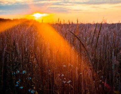 Miniatura: Pierwszeństwo produkcji. Rolnicy wygrają...