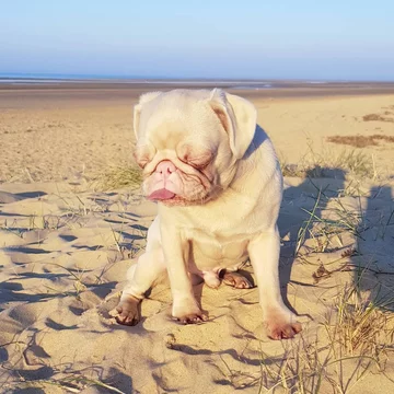 Mops Milkshake 