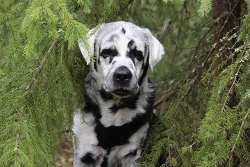 Labrador Blaze 