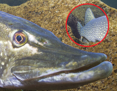 Miniatura: Chciał złowić suma, za haczyk chwycił...