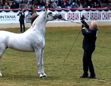 Miniatura: Zła passa aukcji koni arabskich w Janowie...