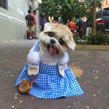 Pies Marnie 