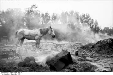 Koń na polskim polu bitwy „Niemy świadek polskiej destrukcyjnej furii” – ogłosili niemieccy propagandziści, kłamliwie obarczając winą za wojnę polską stronę