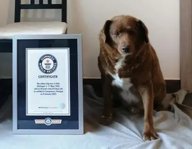 Miniatura: Zmarł najstarszy pies świata. Właściciel...