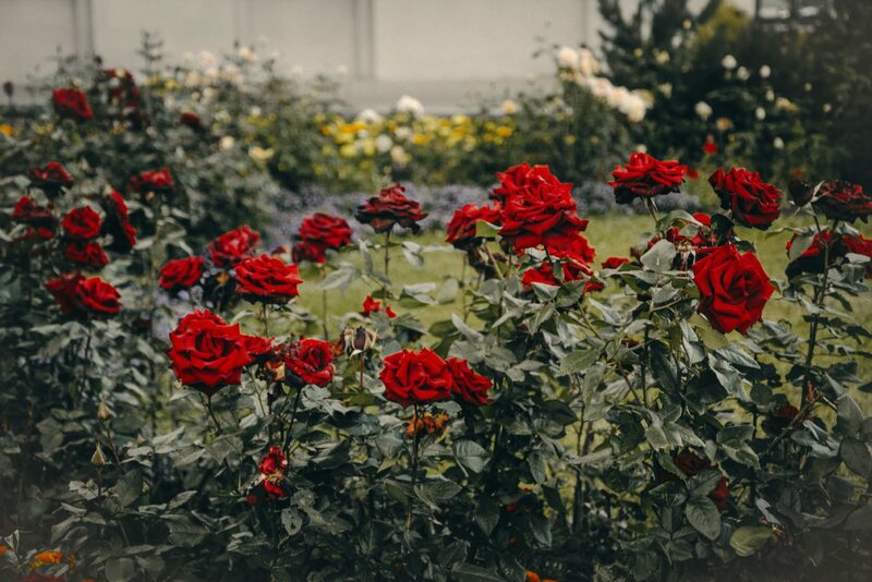Róże w ogrodzie