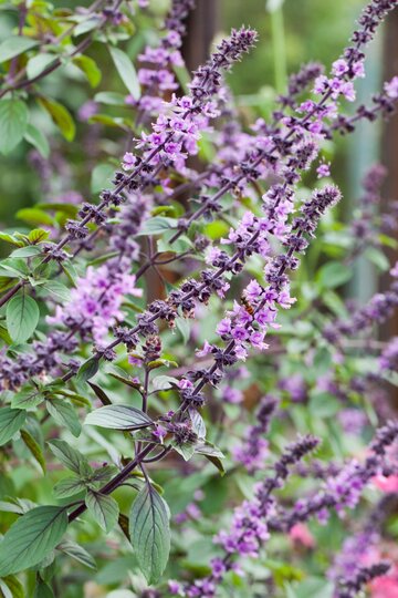 Bazylia kwiatowa Kwitnąca bazylia