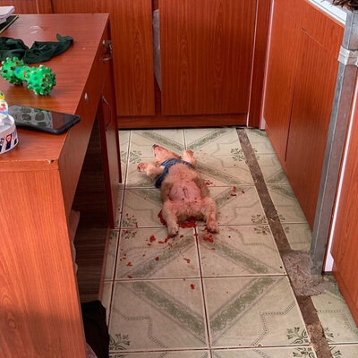 Miniatura: Złudzenia optyczne i pomidor zamiast krwi....