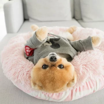 Jiffpom 