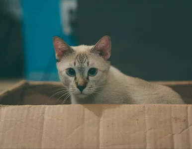 Miniatura: Dlaczego kot wchodzi do kartonowego...