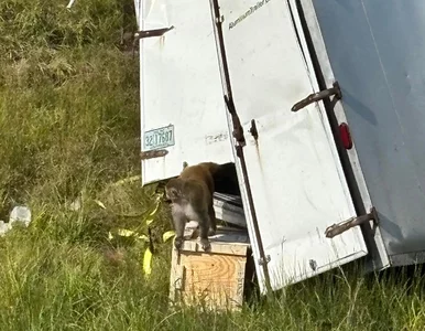 Miniatura: Wielka ucieczka małp laboratoryjnych....