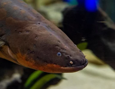 Miniatura: Szokujący pomysł. Choinkowe lampki...