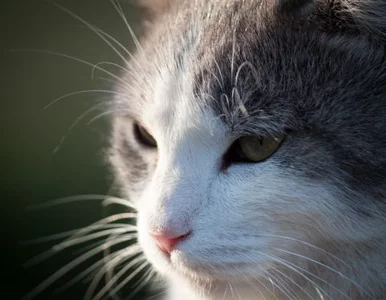 Miniatura: Azjaci chodzą do kawiarni, by... pogłaskać...