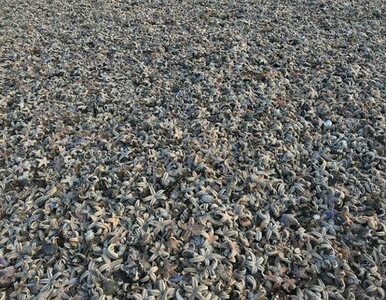 Miniatura: Setki tysięcy rozgwiazd na plażach w Kent....