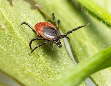 Miniatura: Kleszcze mogą być już w twoim domu....