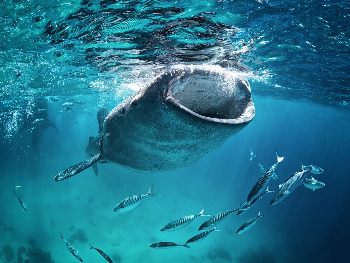 Rekin wielorybi 